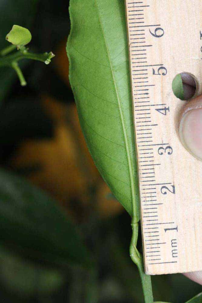              Unifoliolate leaf (Riverside, CA)       